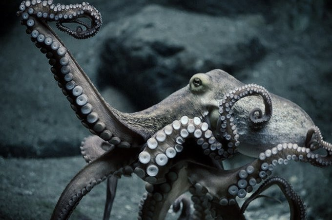 An octopus